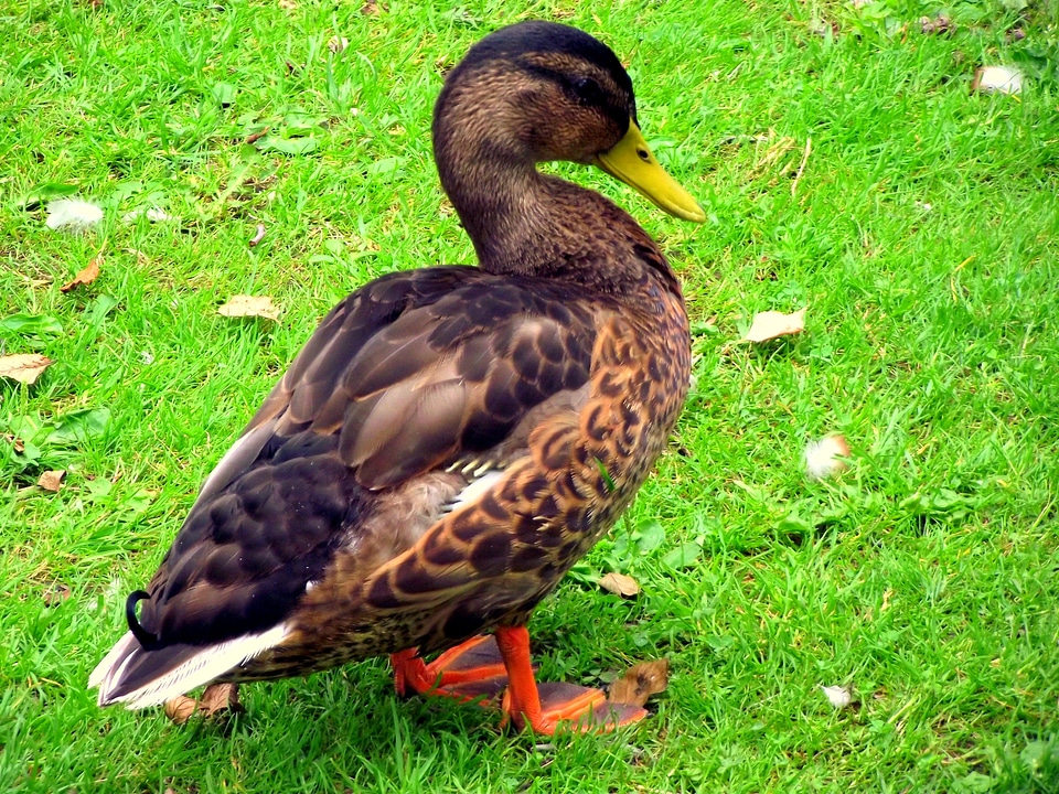 The wild duck animals pond