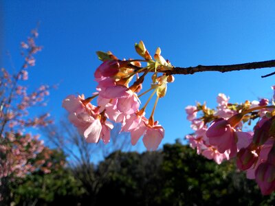 Cherry blossom pink photo