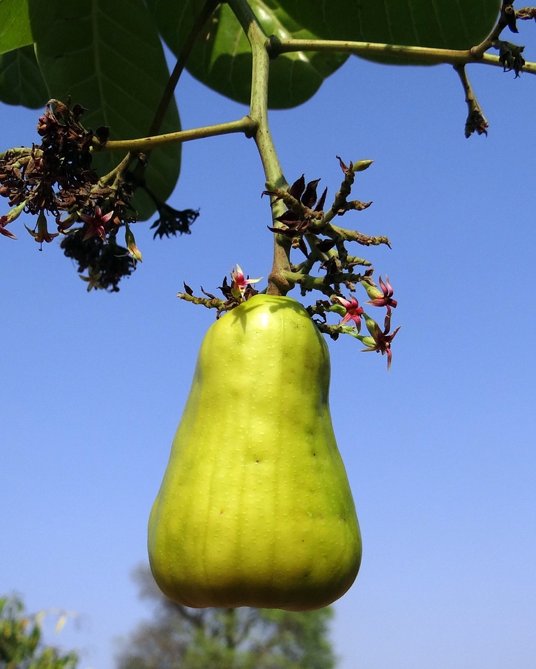 Anacardiaceae mango family ripe
