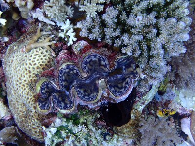 Underwater marine ocean
