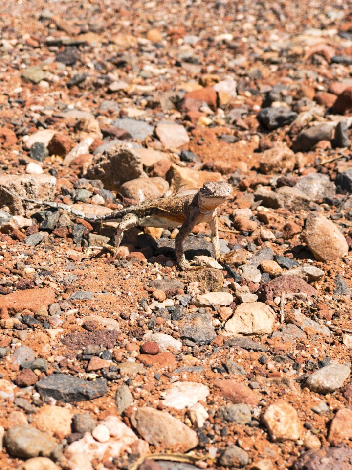 Desert reptile brown