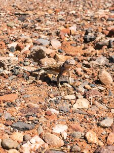 Desert reptile brown