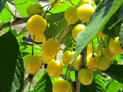 Branch of white cherry garden dacha