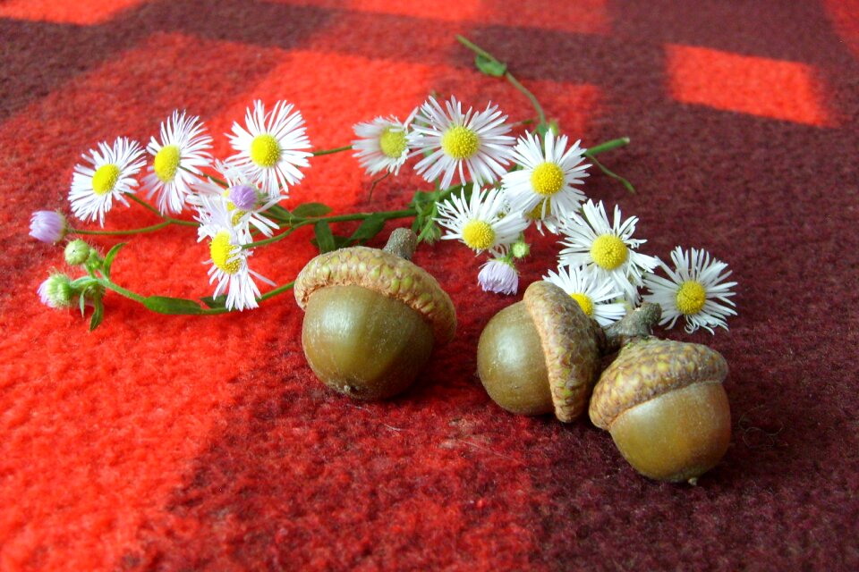 Composition acorns beauty