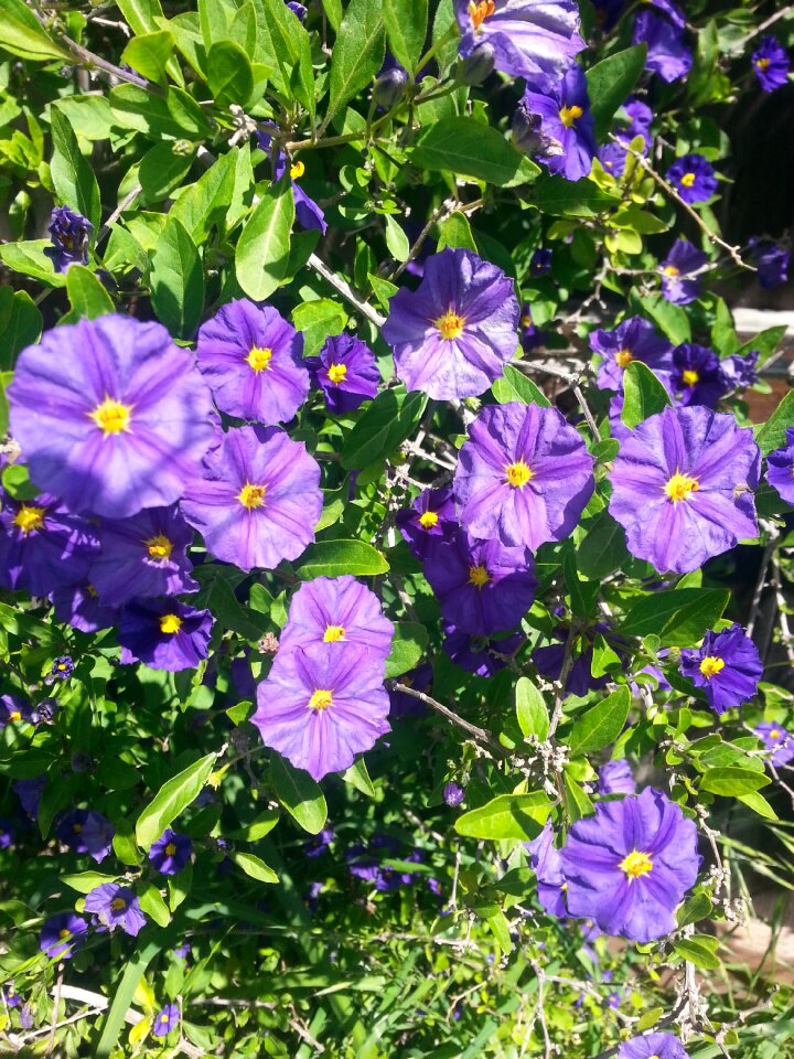 Purple flower natural floral