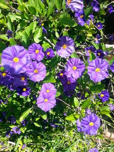 Purple flower natural floral photo