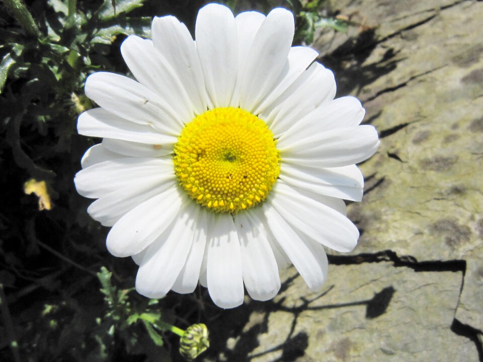 Smile flower sunny