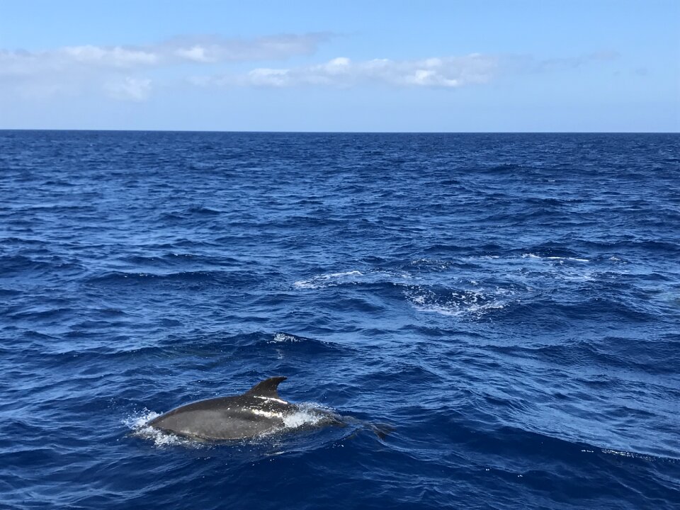 Water holiday dolphin