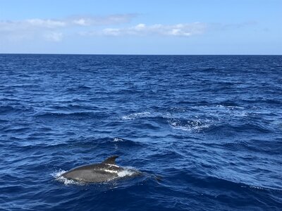Water holiday dolphin