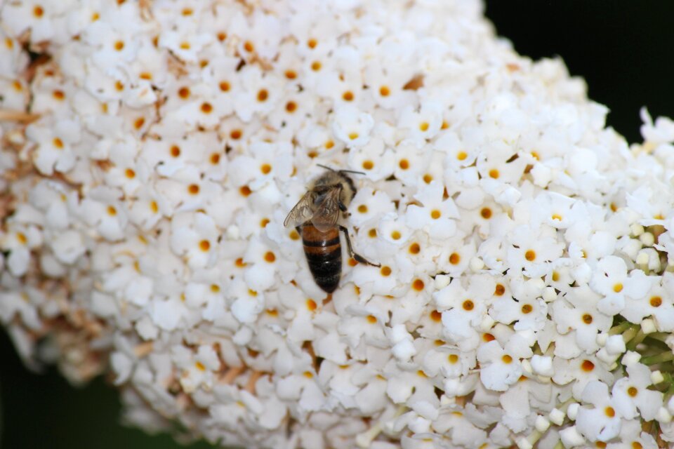 Spring insect flower