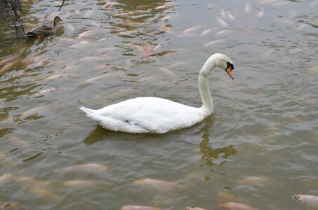 Park nature water