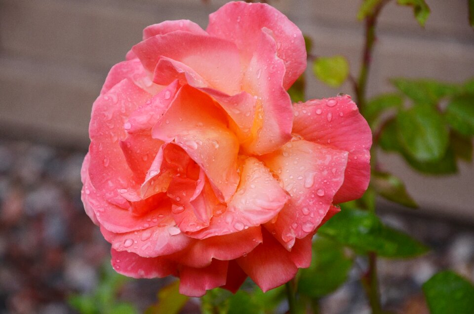 Nature blossom summer