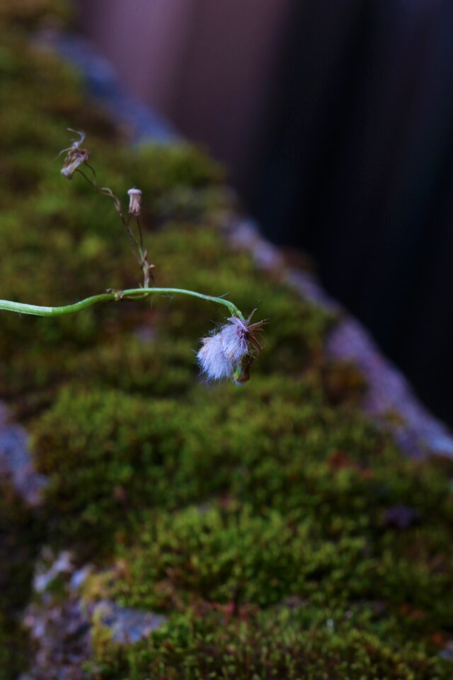 Moss nature