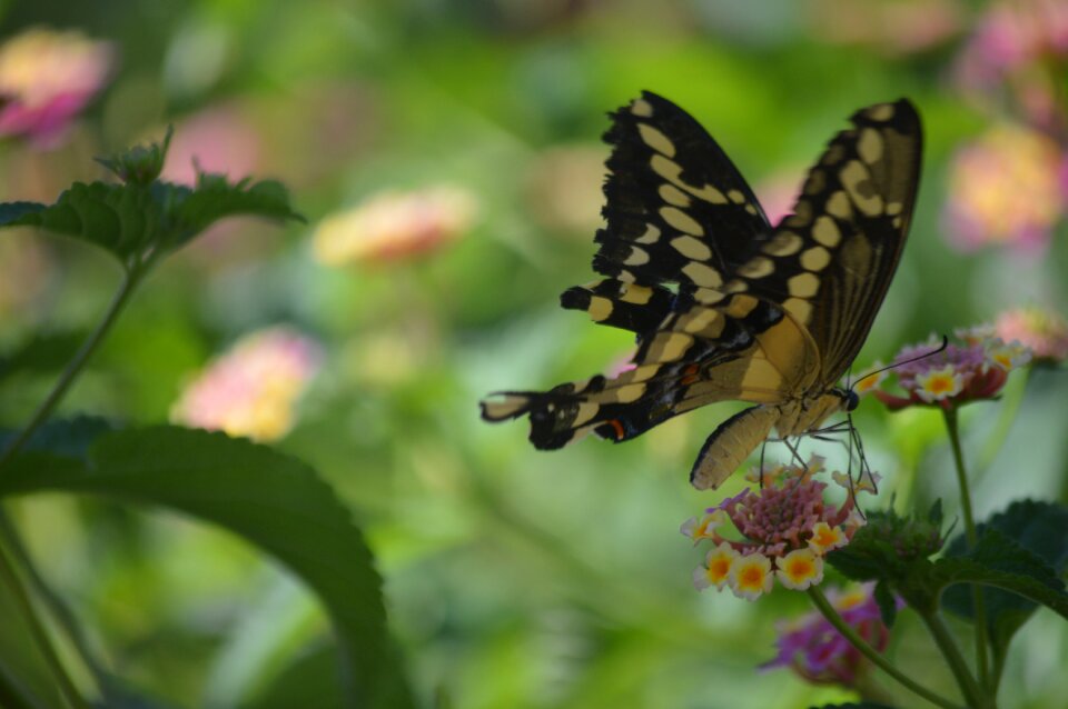 Nature insect wings