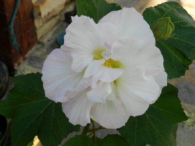 White flower plant nature