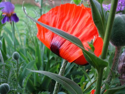 Garden summer