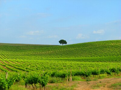 Wine winery uva photo