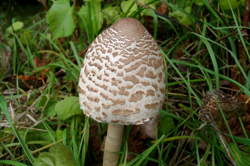 Mushroom edible owl nature macro