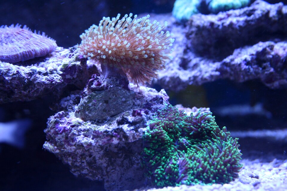 Disc anemone sea salt water
