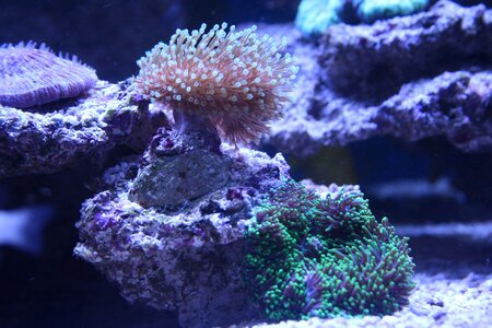 Disc anemone sea salt water photo