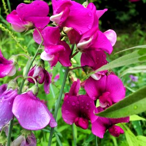 Sweet peas purple flowers photo