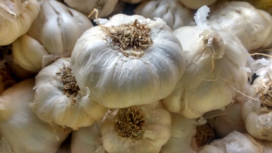 White garlic garlics