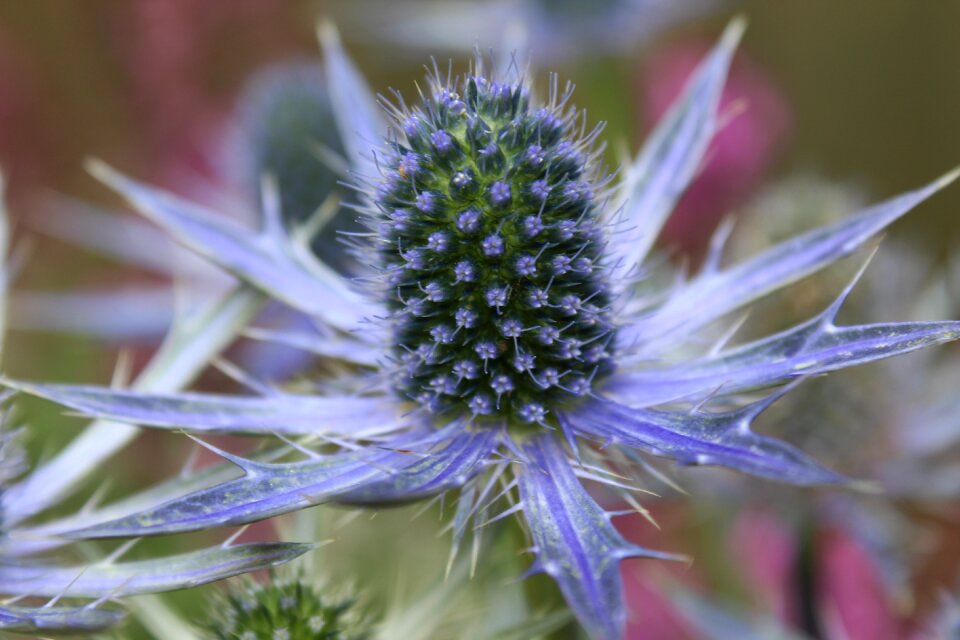 Botanical flowering medicine