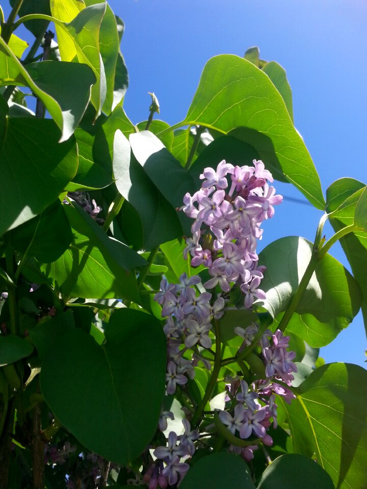 Blossom floral summer
