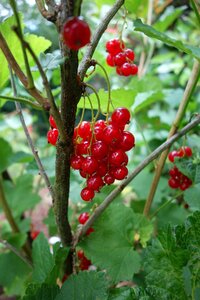 Red currant berries soft fruit
