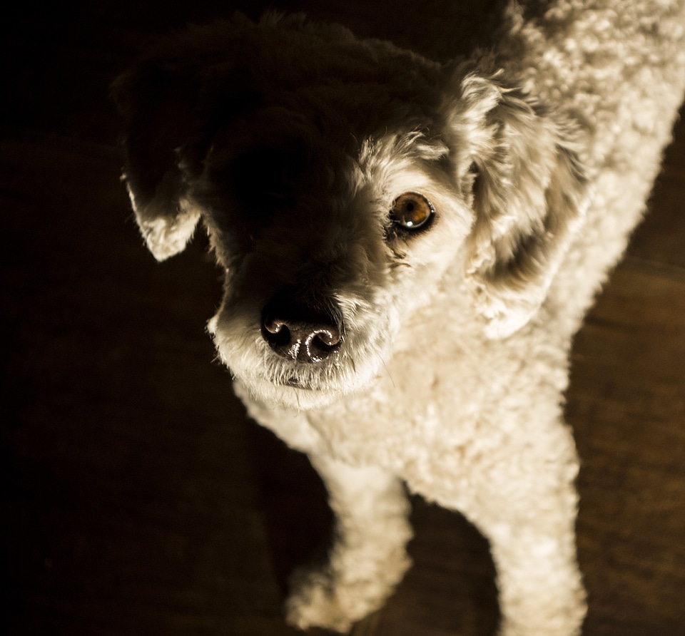 Friend portrait poodle