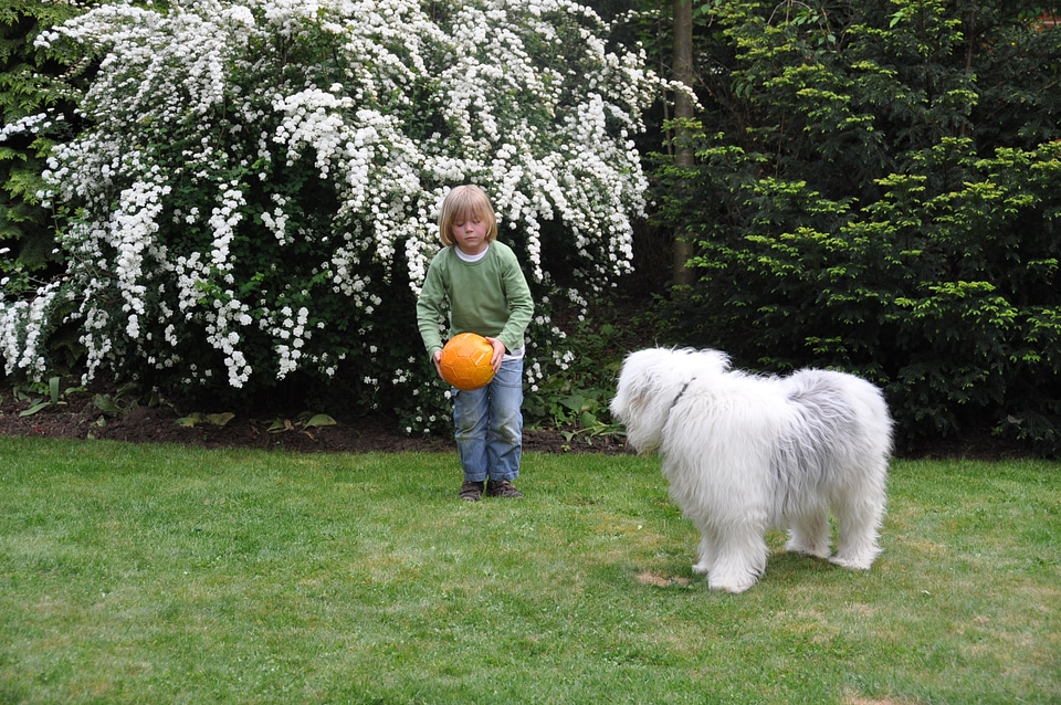 Play shoot bobtail