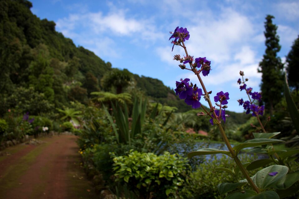 São miguel garden landscape