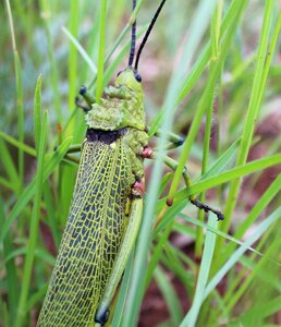 Locust nature green photo