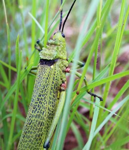 Locust nature green