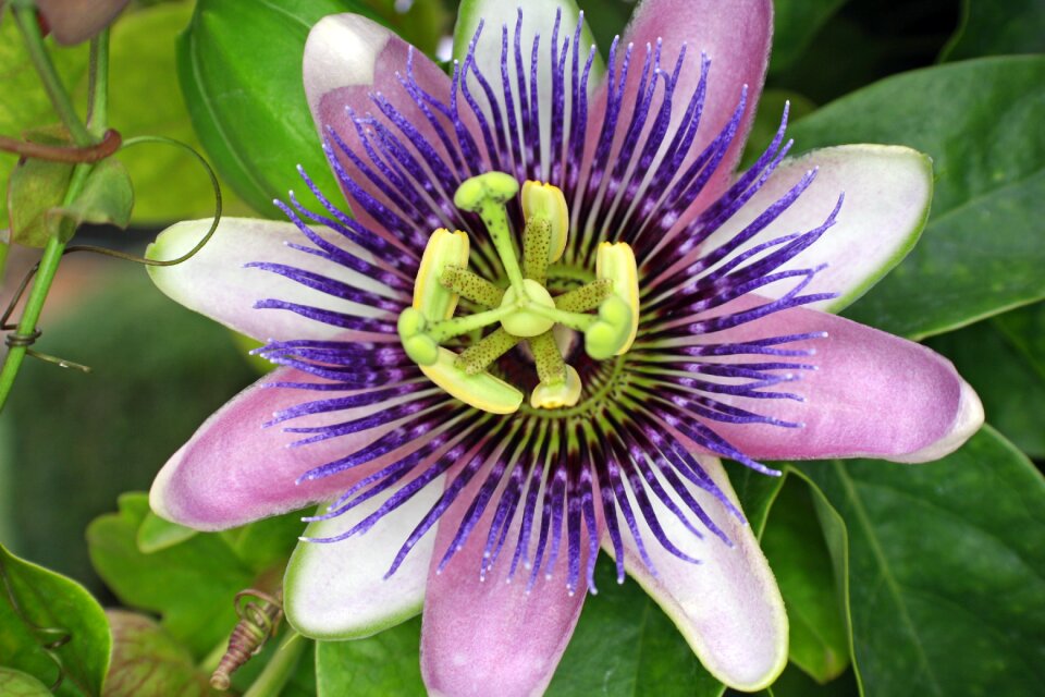 Flower passion flower nature