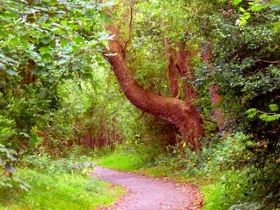 Green landscape away