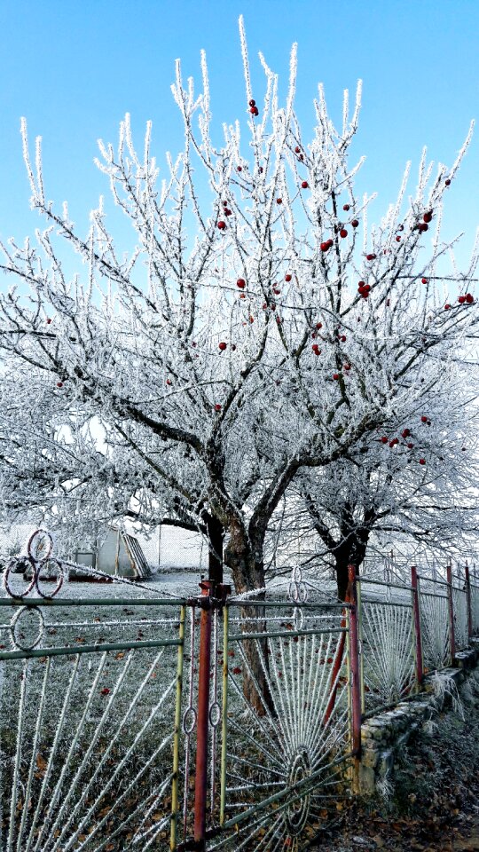 Frost garden nature