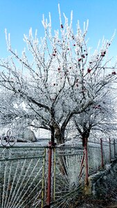Frost garden nature