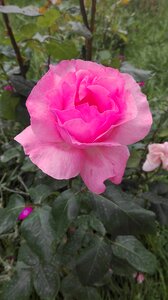 Pink rose flower petals photo