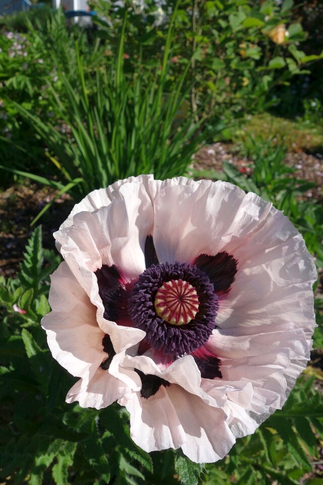 Perenn-mohn gardening poppy nature