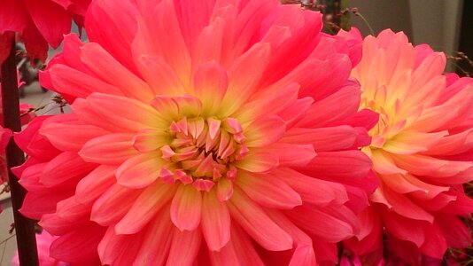 Pink flower autumn nature photo