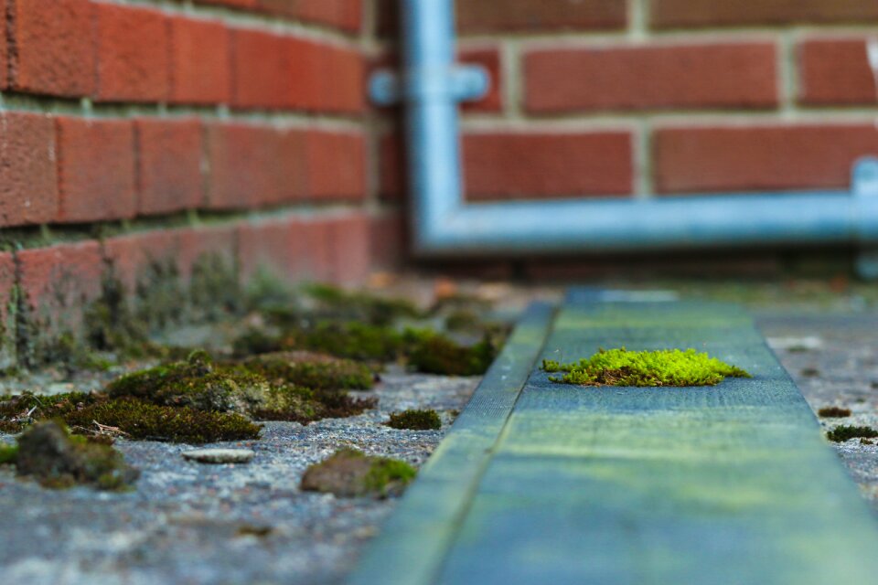 Nature brick wall