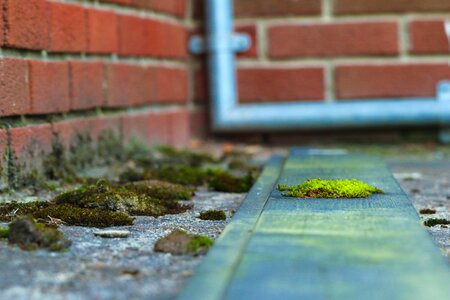 Nature brick wall