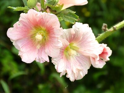 Plant flowers pink flowers photo