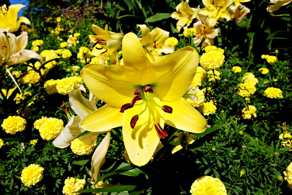 Garden longwood garden