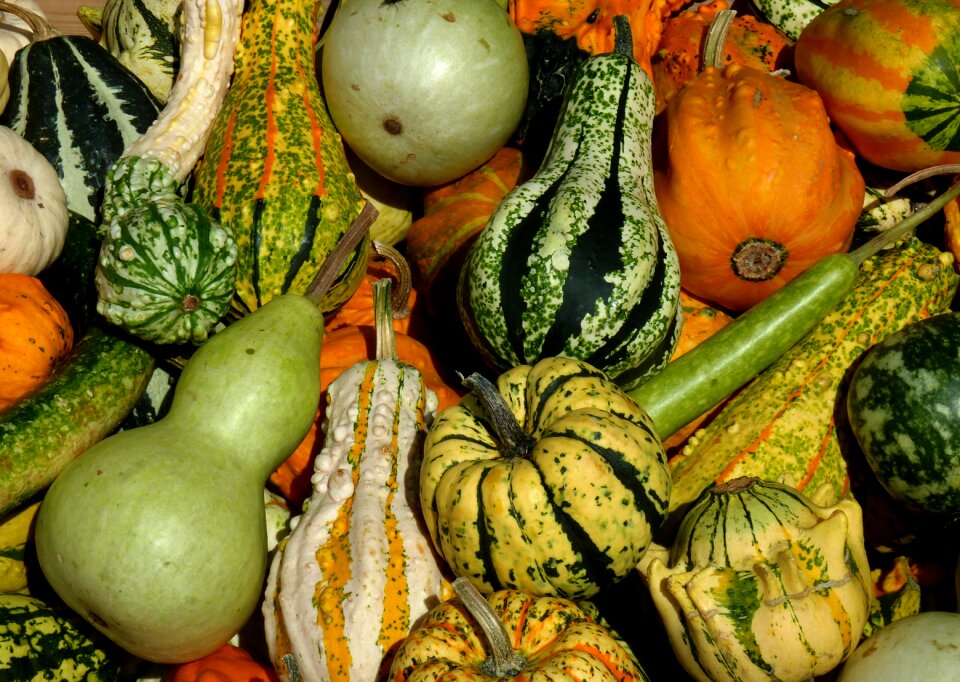 Harvest pumpkin autumn decoration