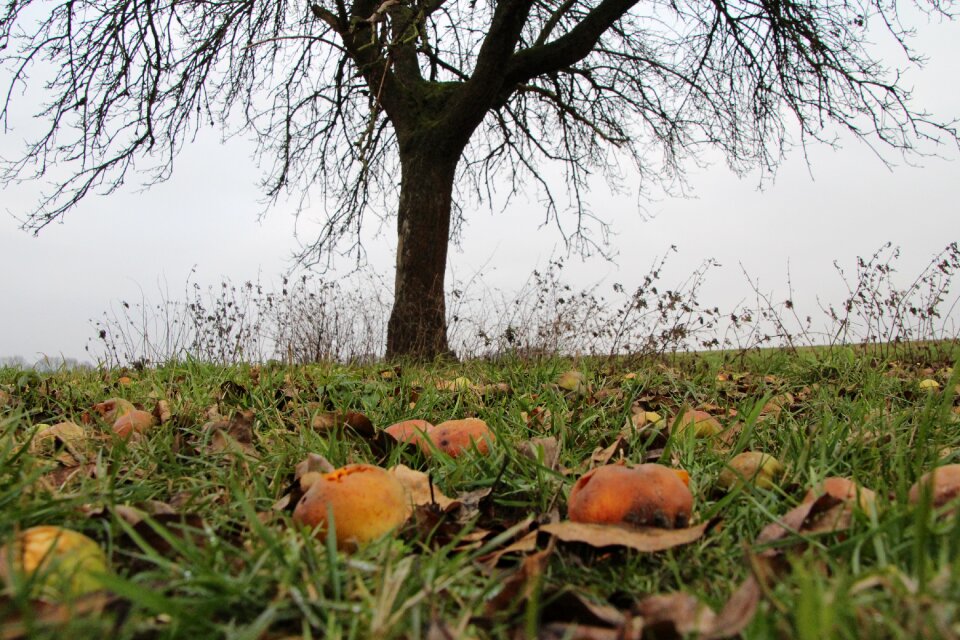 Windfall agriculture apple