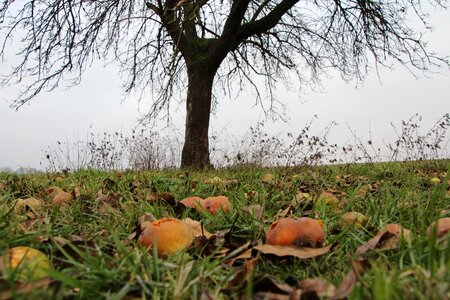 Windfall agriculture apple