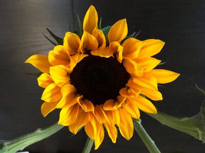 Sunflower floral photo