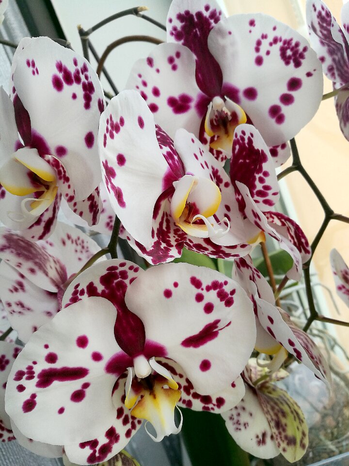Macro closeup bloom